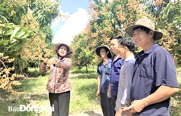 Học viên lớp đào tạo nghề về kỹ thuật trồng xoài tại xã Suối Nho (H.Định Quán) trong tiết thực hành. Ảnh: Thanh Dạng