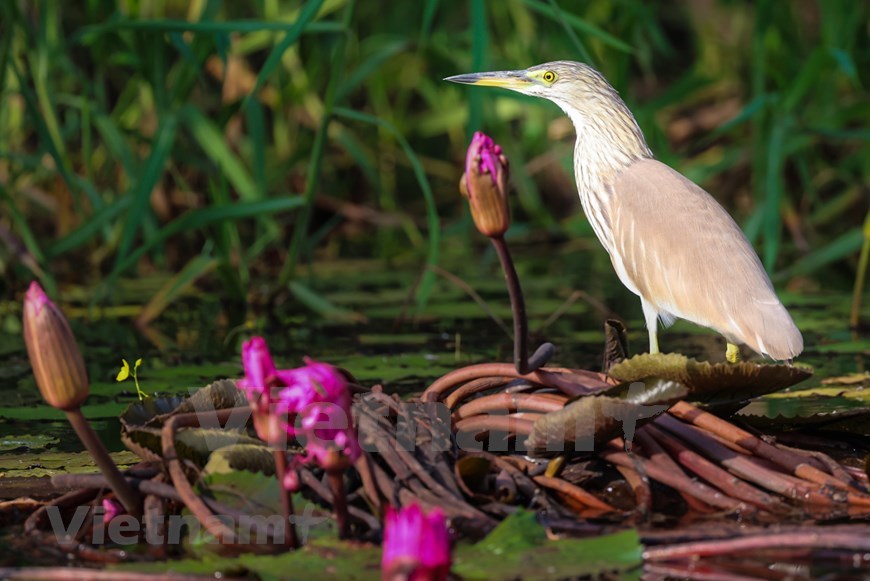 There are different rare and precious bird species found in Tram Chim National Park, such as little egret, grey heron, purple heron, Chinese born heron, Asian openbill, darter, purple swamphen, and bronze-winged Janaca.