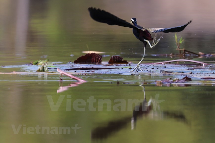 Spring is the best time to visit Tram Chim for birdwatching. 