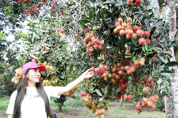 Sản xuất bền vững ở các xã nông thôn mới kiểu mẫu