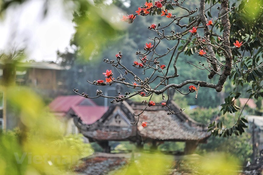 Thay pagoda is usually blessed with picturesque scenery throughout March due to the sight of a red vibrant colour coming from the blossoming silk cotton trees. 