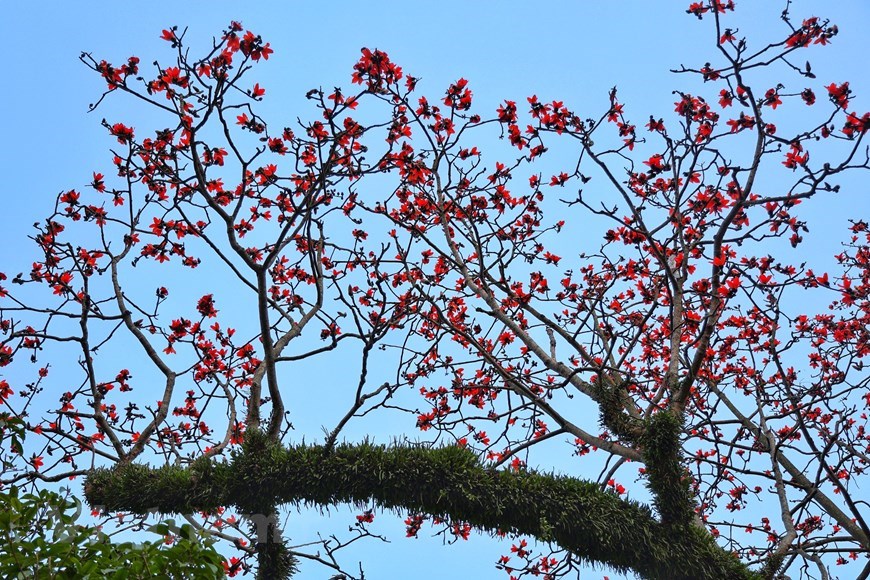 Springtime is the season for red silk-cotton flowers to bloom. Once the leaves fall to the ground, only the flower blossoms remain on the branches. 