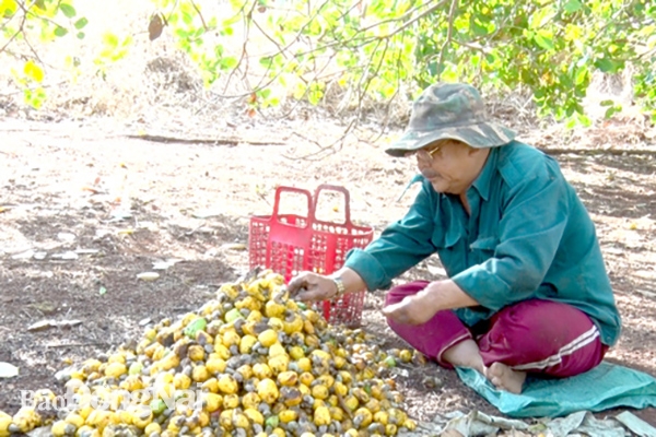 Nông dân xã Long Giao (H.Cẩm Mỹ) thu hoạch điều. 