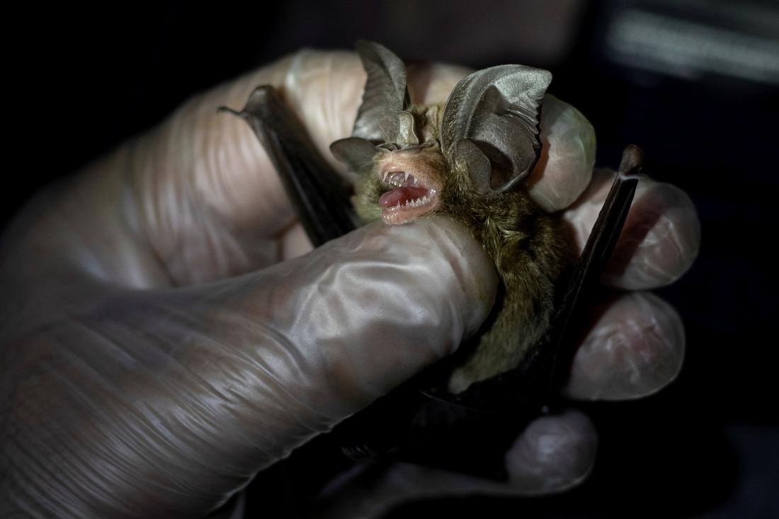 By catching bats, these 'virus hunters' hope to stop the next pandemic