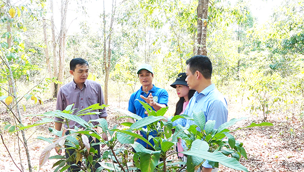 Anh Nguyễn Hồng Công (giữa) thuyết minh cho du khách về các loại cây thuốc quý trong rừng