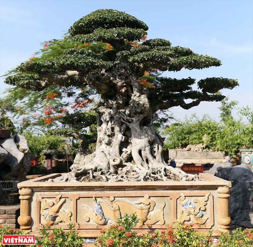 Hong Van village’s bonsai with its unique products also participates the One Commune One Product (OCOP) program of Hanoi.