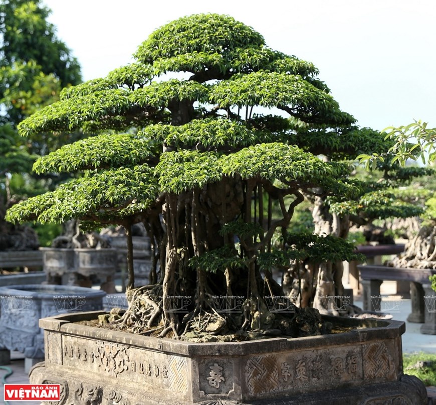 Many bonsais of high economic value are grown in Hong Van commune.