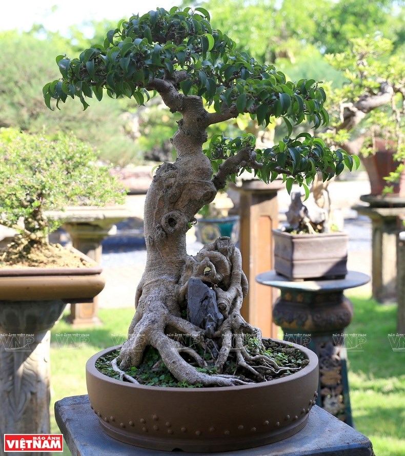 Hong Van village’s bonsai with its unique products also participates the One Commune One Product (OCOP) program of Hanoi.