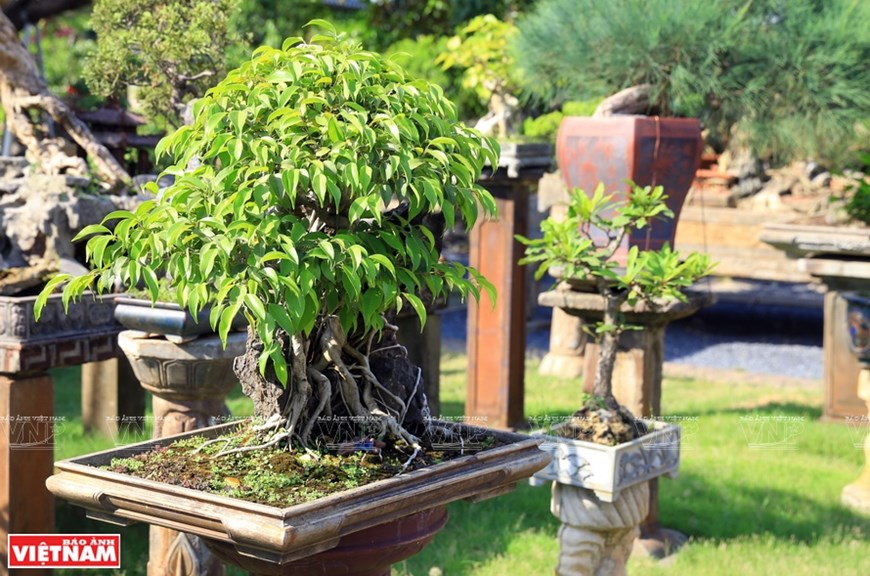 This place is also where many skillful and creative artisans meet and share experiences in bonsai art. 