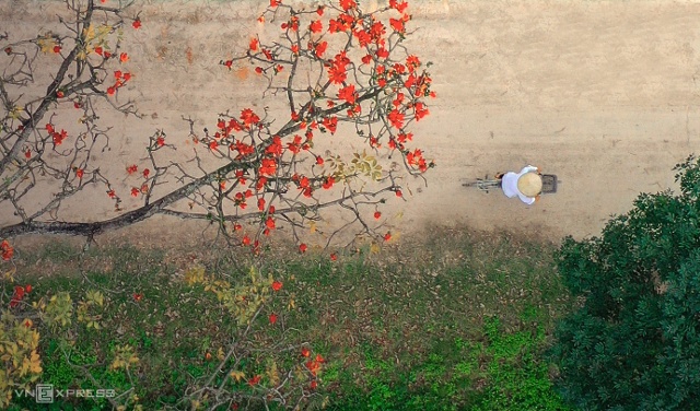 The kapok trees, believed by many Vietnamese to be favored by ghosts, are an idyllic sight across many Red River Delta villages at this time of year, often planted to demarcate rice fields or at village entrances.