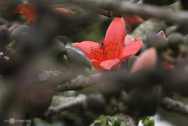 This tropical Asian tree is also known as red silk-cotton or just silk-cotton. Its bark, root and flowers are used in oriental medicine.  Kapok trees are commonly used medicinally to counter fever and detoxify. Particularly, their flowers are employed to treat diseases like peptic ulcers.