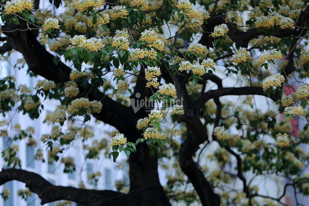 In moist soil with thick layers and high fertility, flowers bloom when the plant is leafy, forming white patches on a verdant canopy. The arid and nutrient-poor land, by contrast, causes the trees to flower later when their branches have turned leafless, creating a full milky-white dome with some yellowish-orange spots.