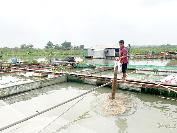 Giá thức ăn chăn nuôi tăng phi mã: Người chăn nuôi gặp khó