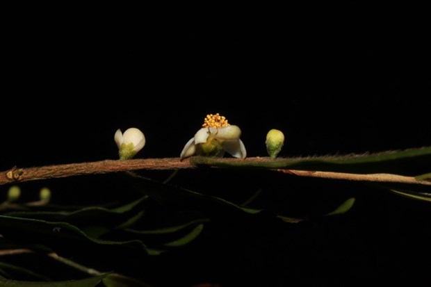 Camellia Flosculora