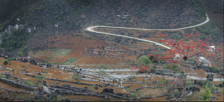 Winding paths adorn with the bright red color of silk-cotton flowers.