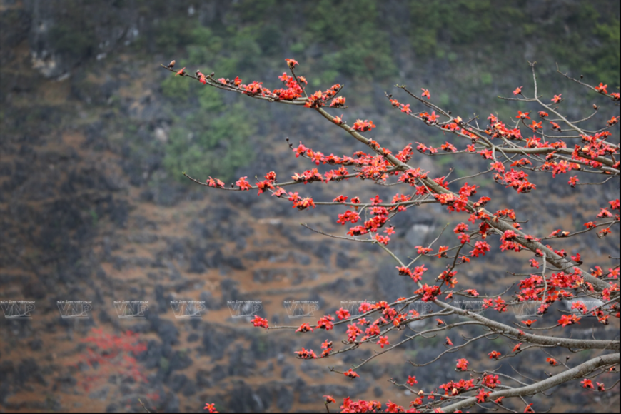 Red silk-cotton flowers are in full bloom. 