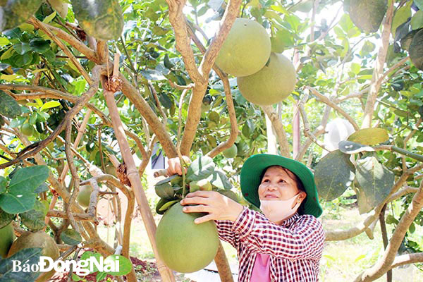 Vườn bưởi sạch của nông dân Nguyễn Thị Bông  (ấp 4, xã Sông Nhạn) cho thu nhập 70 triệu đồng/sào/năm. Ảnh: Đoàn Phú