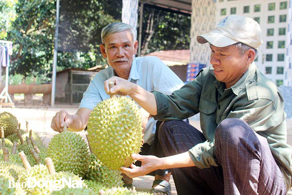 Nông dân Nguyễn Văn Quận (phải - ngụ ấp 4, xã Sông Nhạn) thu hoạch sầu riêng đầu mùa. Ảnh: Đoàn Phú