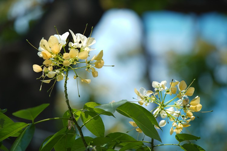 Initially, Bun tree's flowers are white which turn bright yellow when they are in full bloom. 