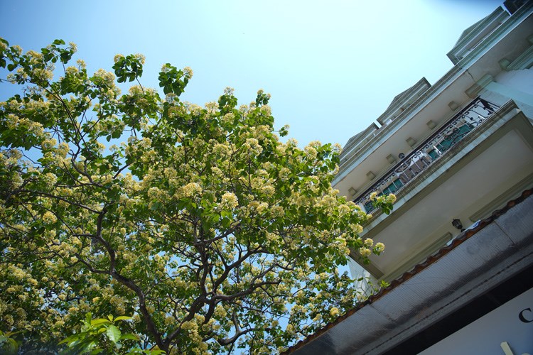 Bun trees often grow wild in the central provinces of Quang Nam, Quang Binh and Thua Thien - Hue. The tree in Dinh Thon village, My Dinh ward, Nam Tu Liem district has been so far the only and oldest in Hanoi. 