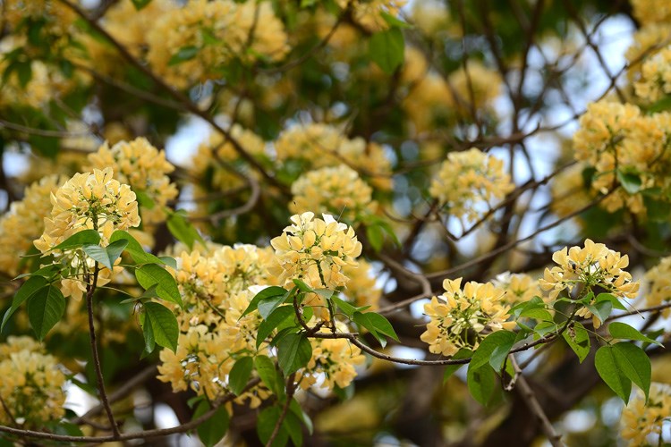 The tree is also known as Bach hoa or Man man (Capparaceae) which blooms only once a year in late March or early April. 