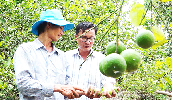 Anh Đặng Văn Chúc (trái) và anh Nguyễn Văn Tuấn bên vườn chanh trĩu quả của anh Chúc