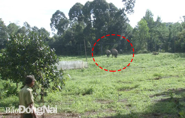 Voi rừng xuất hiện liên tục tại 2 xã: Thanh Sơn và Phú Lý