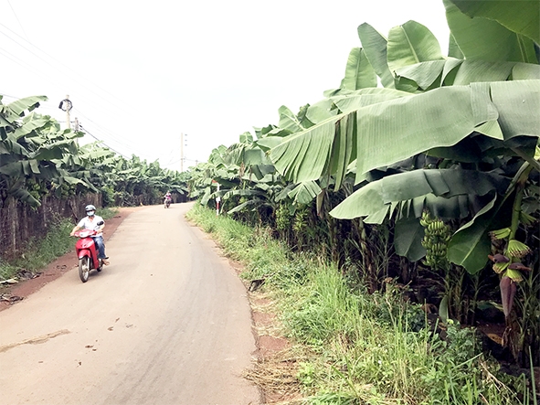 Giá đất nông nghiệp trên địa bàn H.Trảng Bom tăng lên nhiều lần so với vài năm trước. Ảnh: B.Nguyên