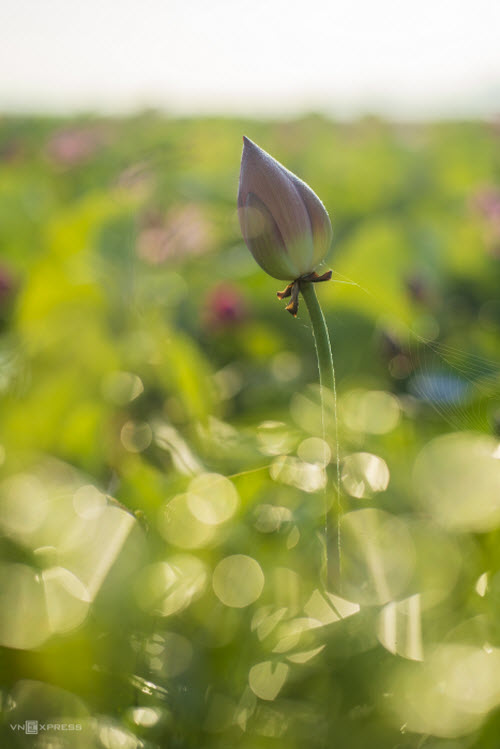 Kelvin Long, a native of Hue, who shot the photos said at the end of May, lotuses here enter full bloom. In addition to the familiar lotus ponds within the iconic Hue Imperial Citadel, visitors can find others in suburbs like Huong Tra and Huong Thuy towns and Quang Dien District.