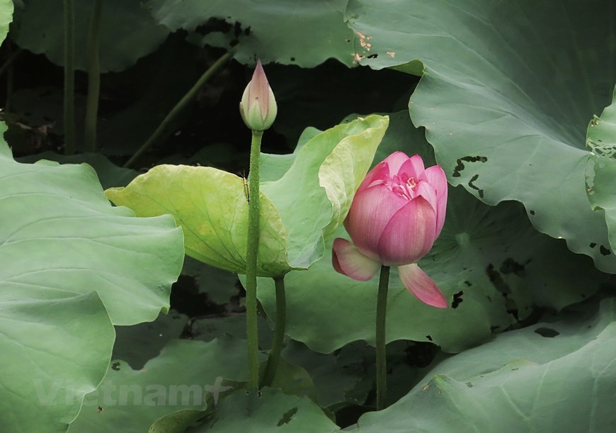 ‘Bach diep’ lotuses (literally hundred-petal lotuses) are a rare species found mostly in Hanoi. The blossoms have been planted in several ponds within the capital as outdoor studios for camera-friendly people and to produce lotus tea. 