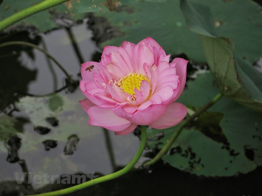 During sunrise, ‘hundred-petal’ flowers look stunning in dimmed light and release a delicate scent.