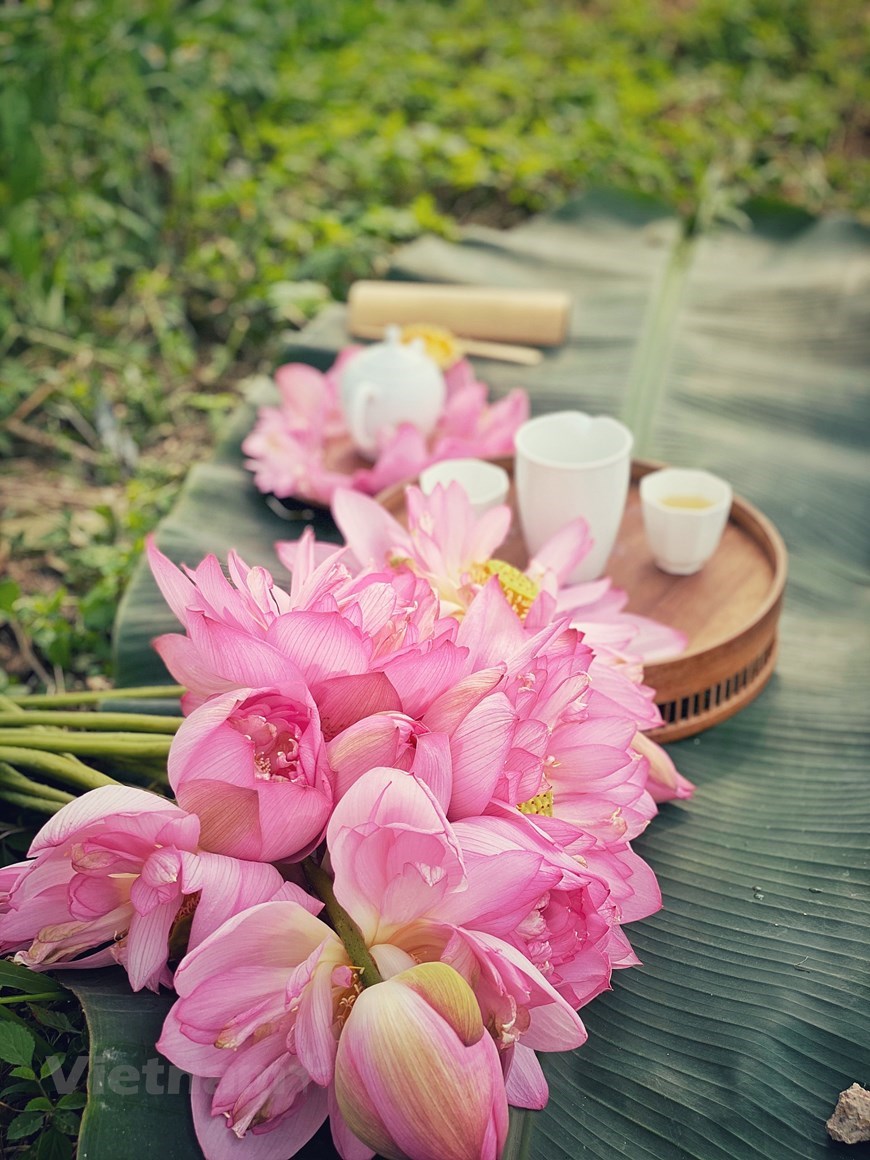 Tea is put into lotus flower when it has just opened. During the time the tea is packed in the flower, the tea absorbs its scent. Tasting lotus tea freshly taken from buds by stunning ‘hundred-petal’ flowers is surely an unforgettable memory for anyone. (Photo: Vietnam+)