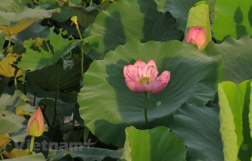 ‘Hundred-petal’ lotuses show off beauty in sunlight. 