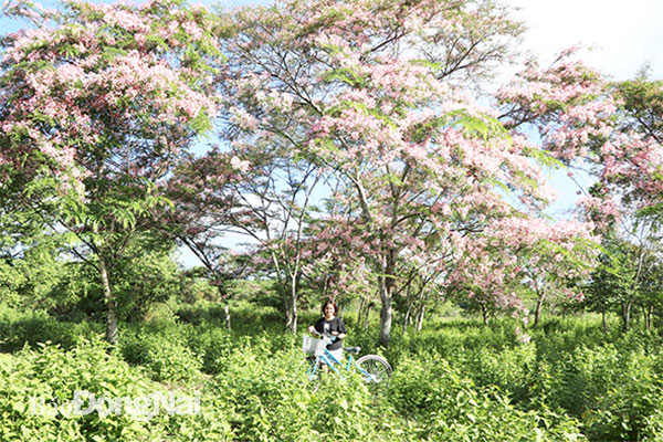 Một cụm rừng rực rỡ hoa đào Cát Tiên