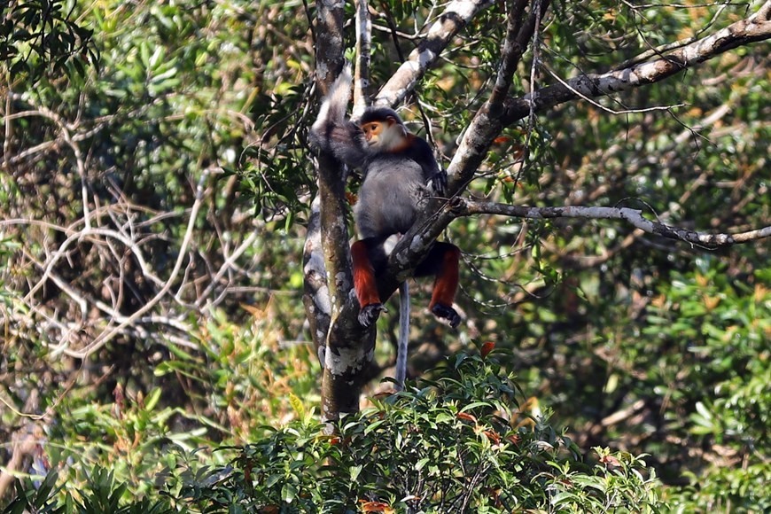 Bach Ma National Park is home to around 15 red-shanked douc langurs species. 