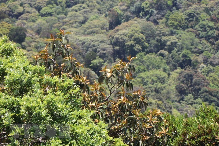 Bach Ma National Park during the leave-changing season looks like a stunning a beautiful picture of nature. 