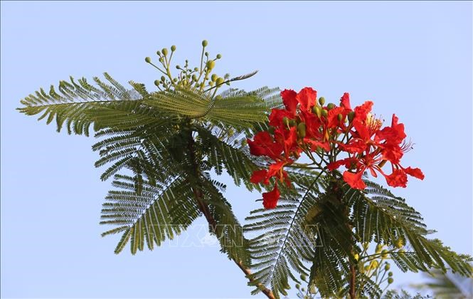 Flamboyant flowers showcase their beauty with vibrant red colour under the scorching sun of summer 