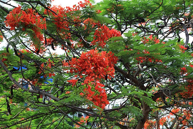 Flamboyant trees are planted widely across Vietnam. The trees are in full bloom in May. 