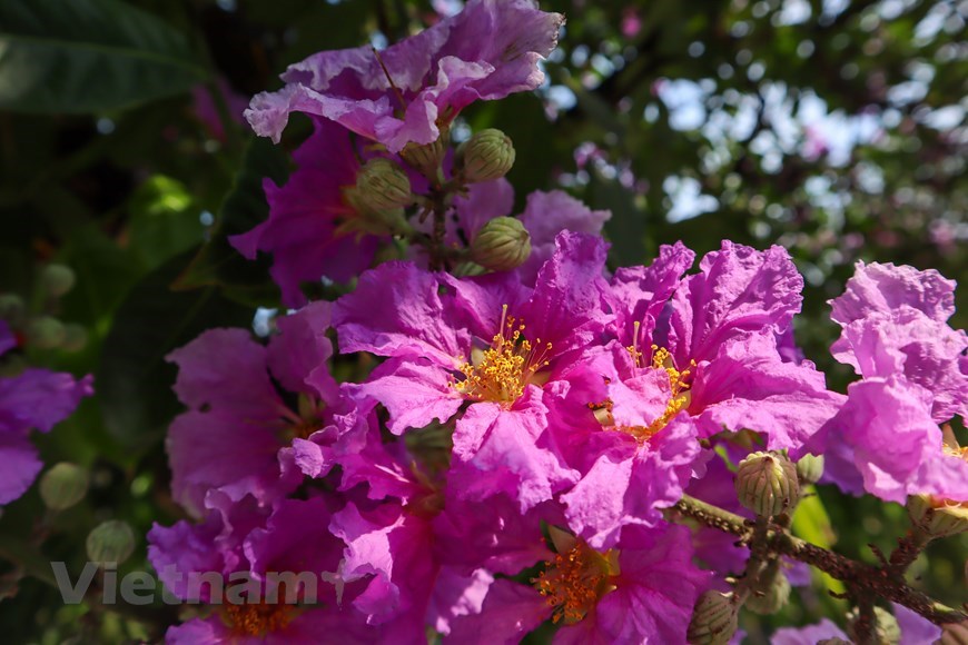 Violet ‘bang lang’ (Lagerstroemia speciose) flowers signal the start of summer in Hanoi. 