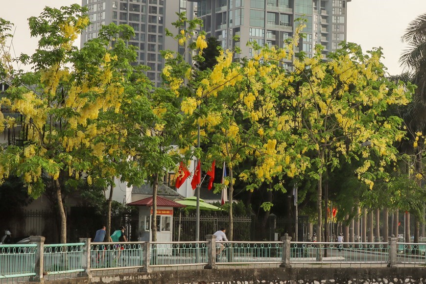 The clusters of golden shower flowers all over the streets create a beautiful scene. In Hanoi, golden shower trees are grown mostly on the roads along West Lake such as Nguyen Dinh Thi, Trich Sai and Quang Ba.