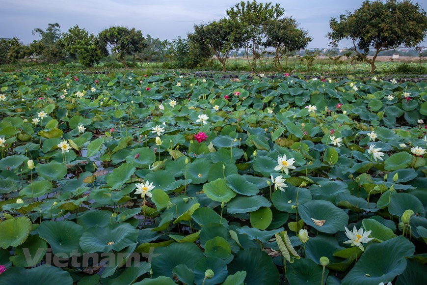 Visiting the lotus pond, which is 13km far from Hanoi’s centre, tourists will be amazed by the beauty of lotus flowers of different kinds blooming under the sun. 