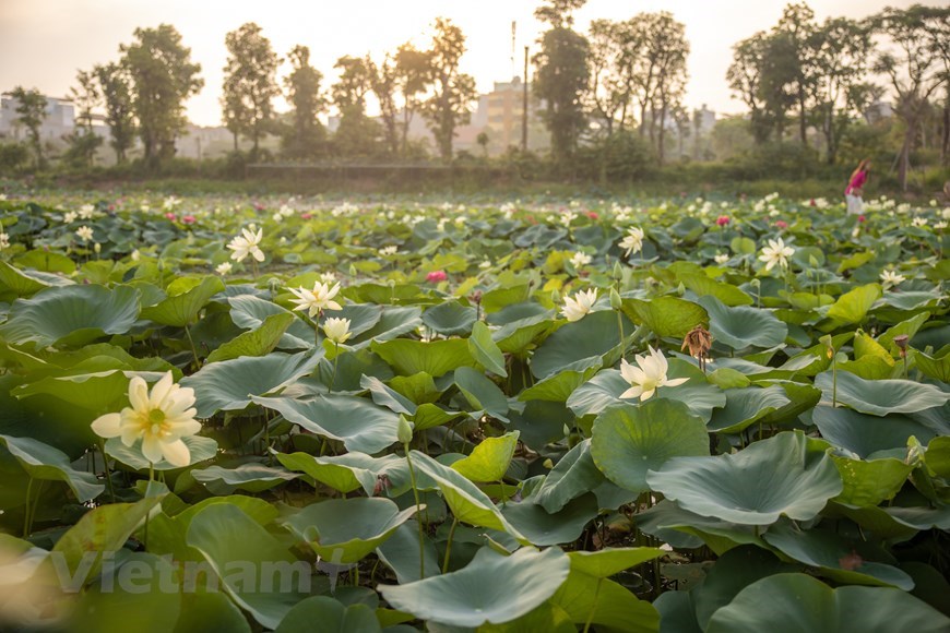 The pond is owned by the Centre for Experimental, Research and Development of Lotus Genetic Resources, which is located at No. 234 Ngo Xuan Quan street, Trau Quy, Gia Lam district, Hanoi. 