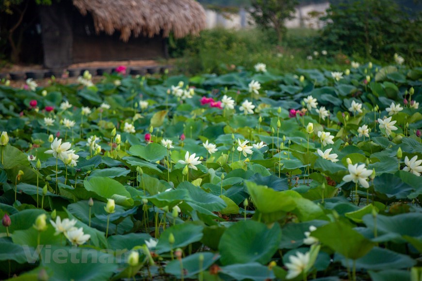 Covering an area of 7.5 hectares, the pond is home to the most lotus varieties in Vietnam.