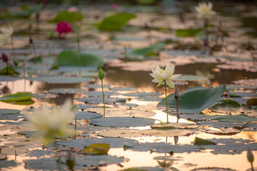 Regardless of differences in blooming timing, growth rate and nutrition demand, all lotus varieties need nearly the same care. 