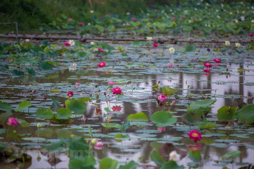 The model of polyculture is applied here to help different lotus species naturally crossbreed with each other to create new varieties. 