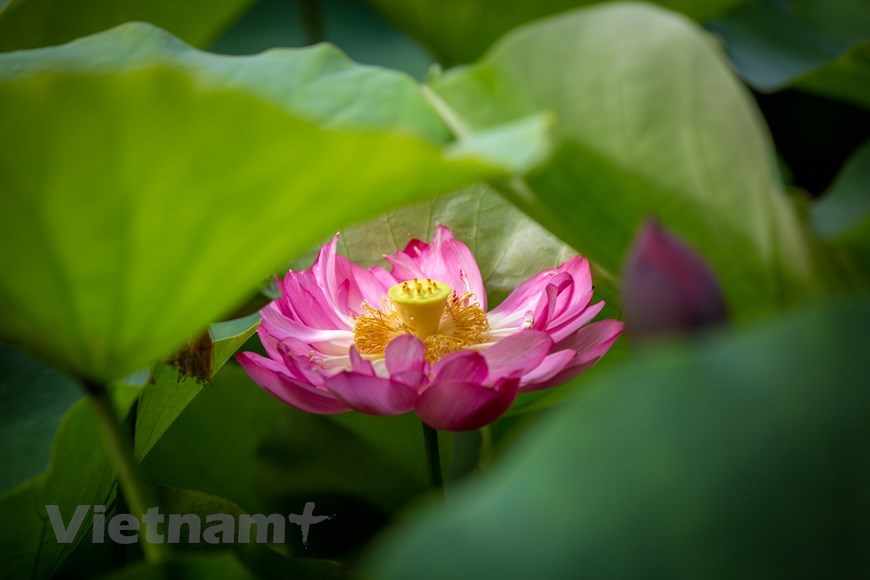 Lotus flowers must be harvested in the early morning to avoid heat and preserve their fragrancy.