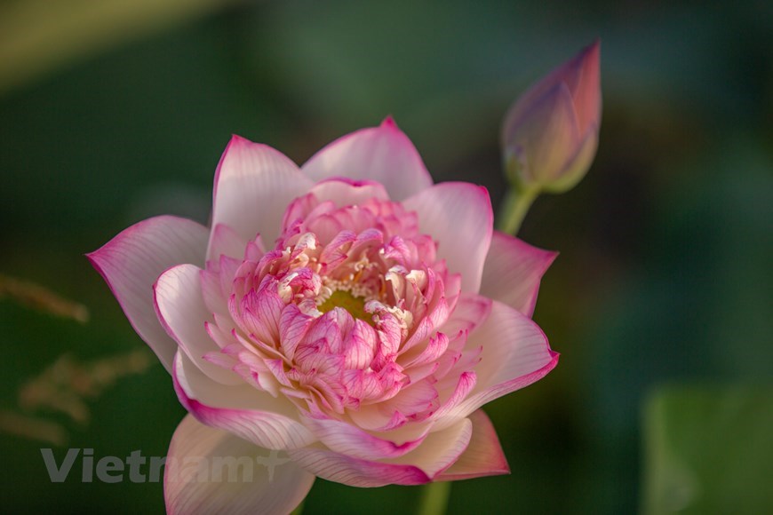 Pink Diamonds Lotus