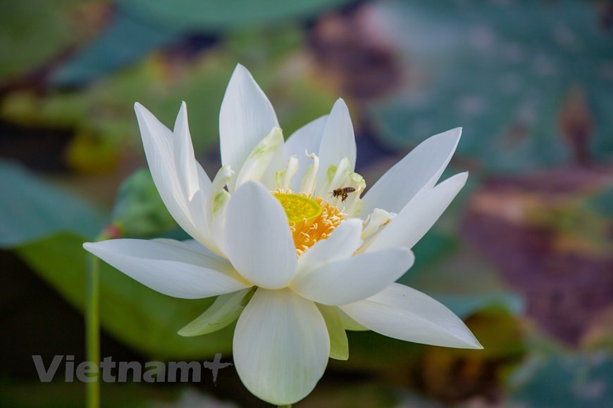 ‘Tender girl’ lotus.