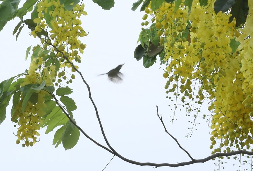 Lake-side road around West Lake in Hanoi are brightened with vivid golden shower flowers on early days of summer. 