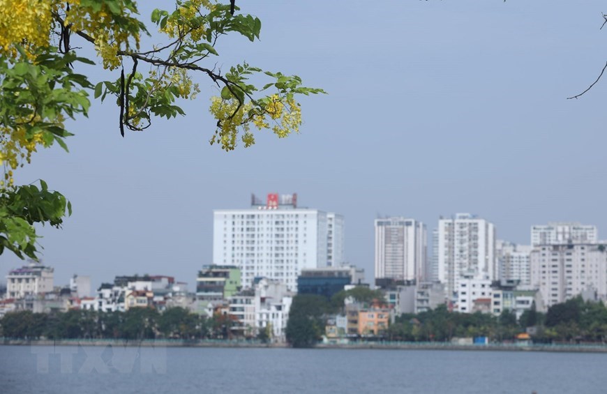 This time of year, their showy yellow flowers are a delight that brighten up the landscapes throughout the capital city of Hanoi. In the photo: Vivid golden shower flowers by West Lake.